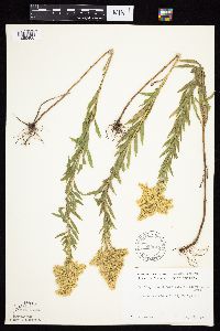 Solidago altissima image