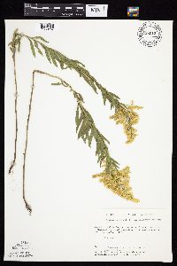 Solidago altissima gilvocanescens image