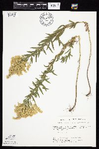 Solidago altissima gilvocanescens image