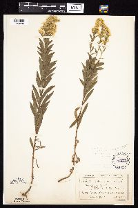 Solidago altissima image