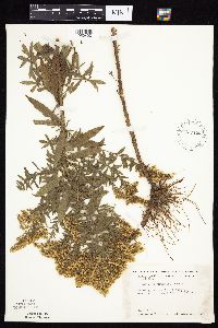 Solidago altissima gilvocanescens image