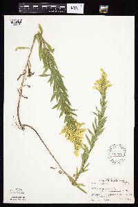 Solidago altissima gilvocanescens image