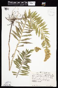 Solidago altissima gilvocanescens image