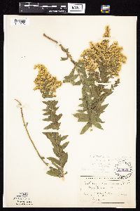 Solidago altissima gilvocanescens image