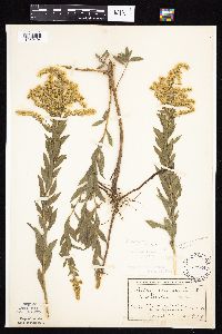 Solidago altissima gilvocanescens image