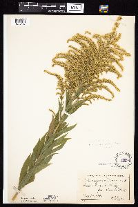 Solidago altissima gilvocanescens image
