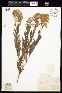 Solidago altissima gilvocanescens image