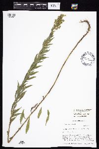 Solidago altissima gilvocanescens image