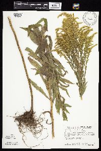 Solidago altissima gilvocanescens image