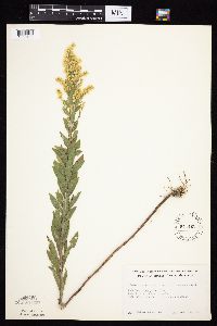 Solidago altissima gilvocanescens image