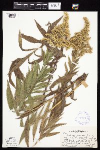 Solidago altissima gilvocanescens image