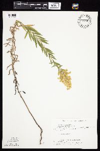 Solidago altissima gilvocanescens image