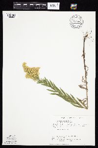 Solidago altissima image
