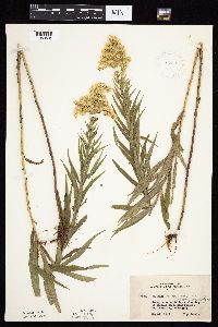 Solidago altissima gilvocanescens image