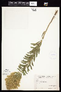 Solidago altissima gilvocanescens image