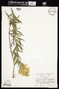 Solidago altissima image