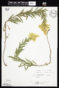 Solidago altissima gilvocanescens image