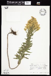 Solidago altissima gilvocanescens image