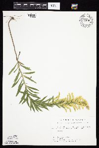 Solidago altissima image