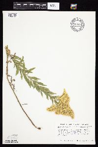 Solidago altissima gilvocanescens image