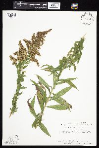 Solidago altissima gilvocanescens image