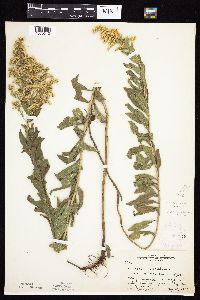 Solidago altissima gilvocanescens image