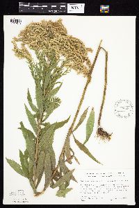 Solidago altissima gilvocanescens image