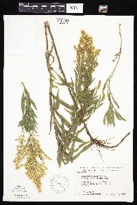Solidago altissima image