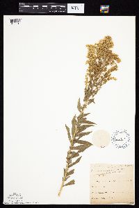 Solidago altissima gilvocanescens image