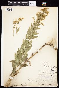 Solidago altissima gilvocanescens image