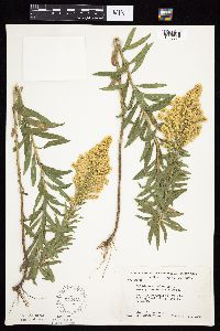 Solidago altissima gilvocanescens image