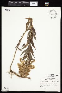 Solidago altissima gilvocanescens image