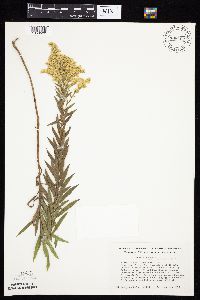 Solidago altissima gilvocanescens image