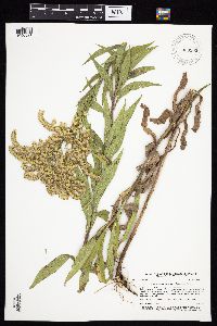 Solidago altissima gilvocanescens image