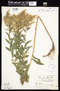Solidago altissima image