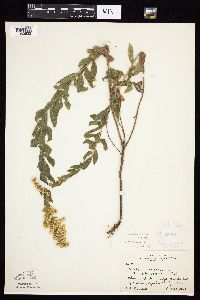 Solidago altissima gilvocanescens image