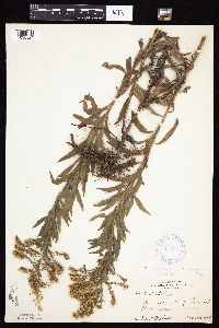Solidago altissima gilvocanescens image