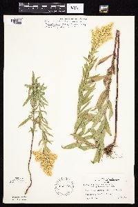 Solidago altissima image