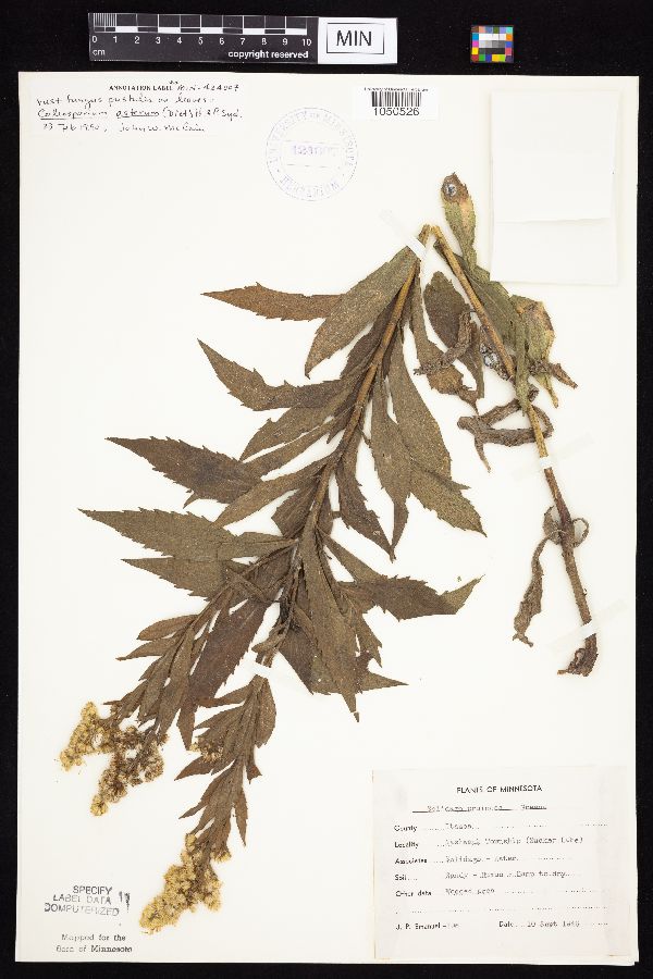 Solidago altissima gilvocanescens image