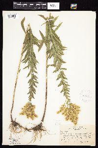 Solidago altissima image