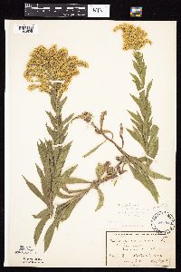 Solidago altissima image