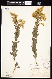 Solidago altissima gilvocanescens image