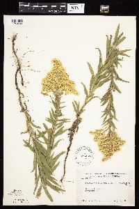 Solidago altissima gilvocanescens image