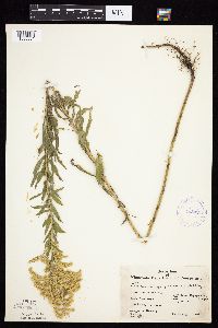 Solidago altissima gilvocanescens image