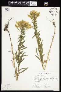 Solidago altissima gilvocanescens image