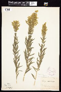 Solidago altissima gilvocanescens image