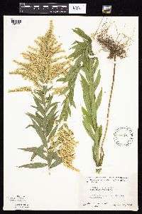 Solidago altissima gilvocanescens image