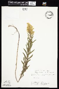 Solidago altissima gilvocanescens image