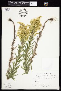 Solidago altissima gilvocanescens image