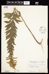Solidago altissima gilvocanescens image